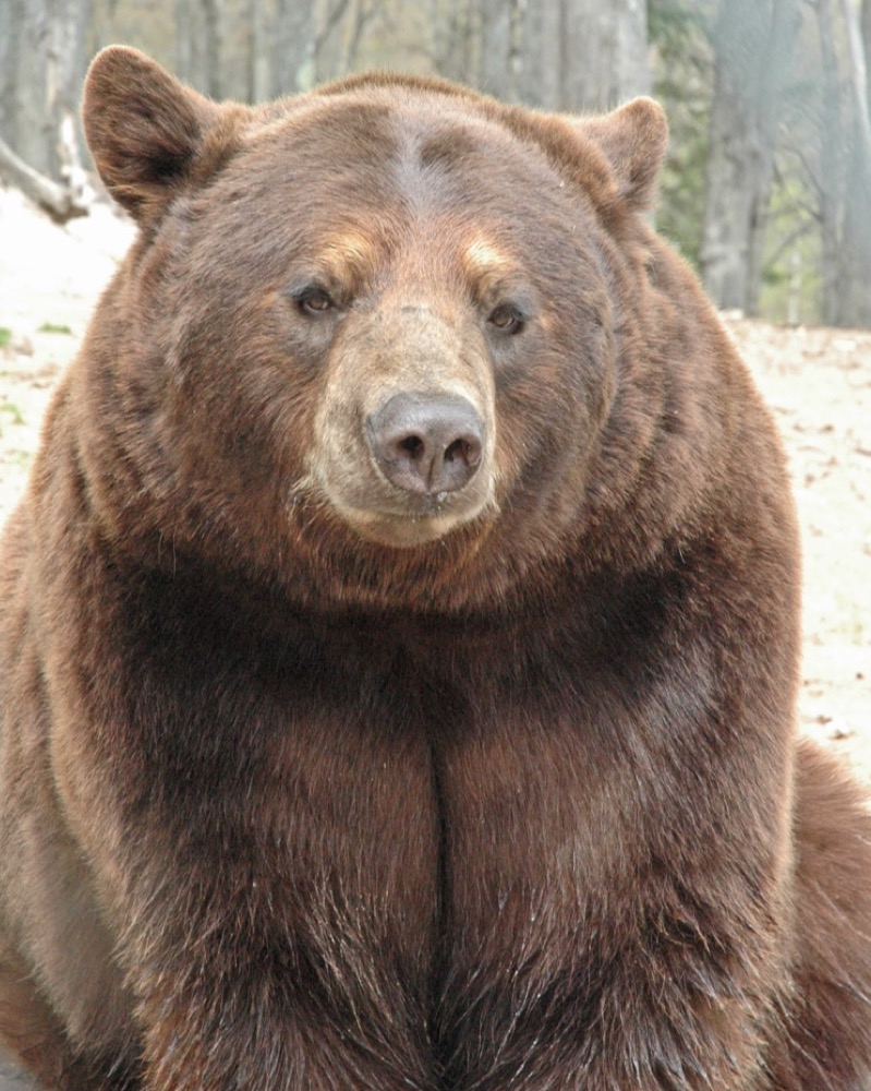 A big brown-coated black bear sitting and looking straight at the camera