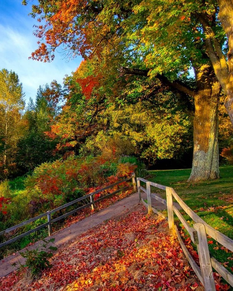 A fenced path under maples in red and orange, leaves on the ground