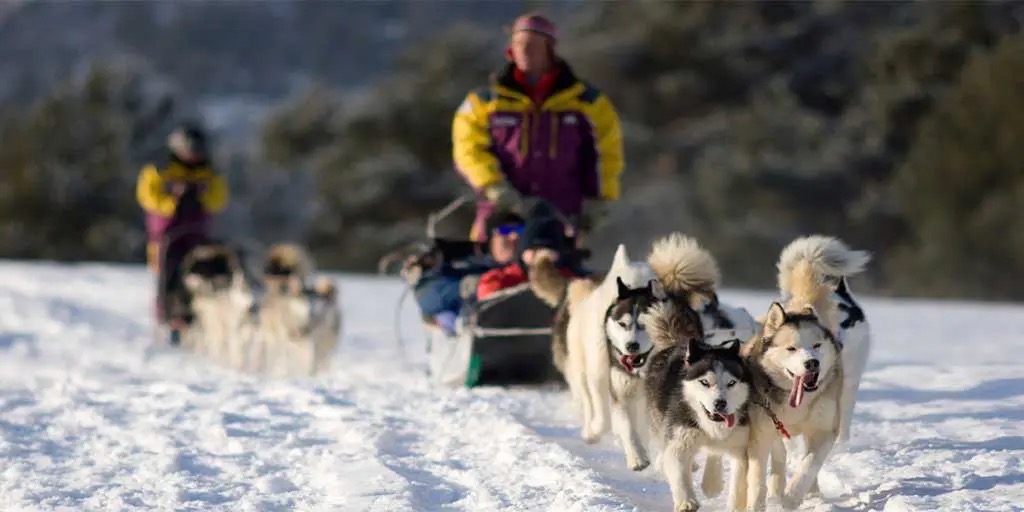 A dog sled team pulling guests through the snow