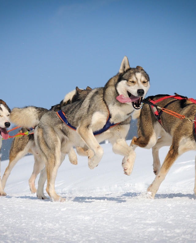 Huskies in harness running across the snow